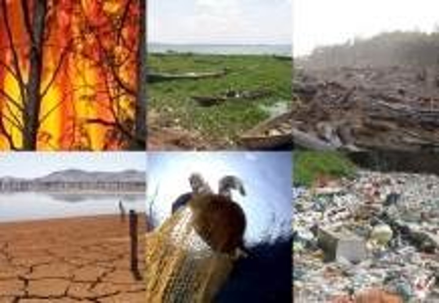 <p>Includes altering habitats, hunting, introducing invasive species, releasing pollution into food webs, and contributing to climate change.</p>