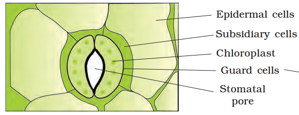 <p>This sort of stomatal apparatus is present in monocots or dicots?</p>