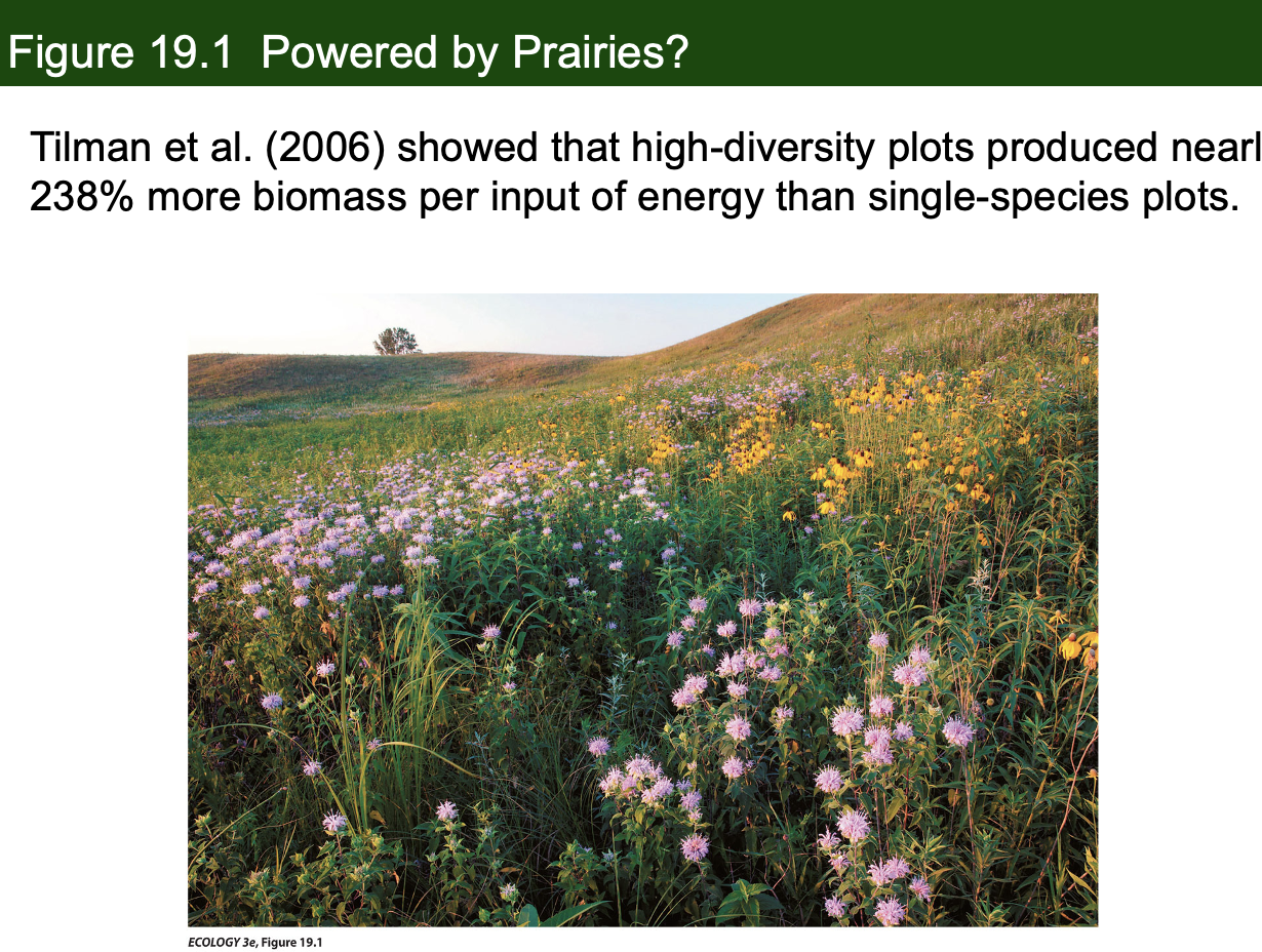 <p>Figure 19.1- Tilman Powered By Prairies</p><p>What did Tilman et al. (2006) find regarding the effect of species diversity on ecosystem productivity</p>