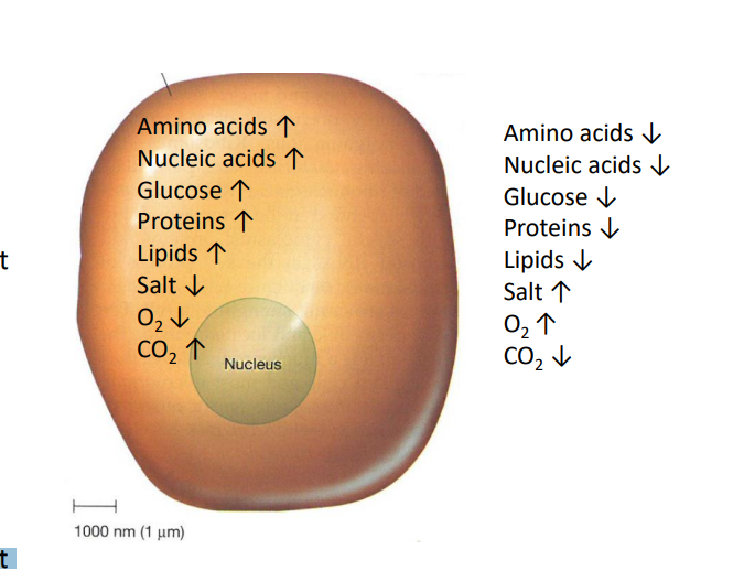 <ul><li><p>absorb nutrients</p></li><li><p>secrete waste</p></li><li><p>respiration</p></li><li><p>secretes substances important for survival and communication with surrounding life</p></li><li><p>uses bioelectricity for several functions, which depends on the movement of charged ions across the membrane</p></li></ul><p></p>