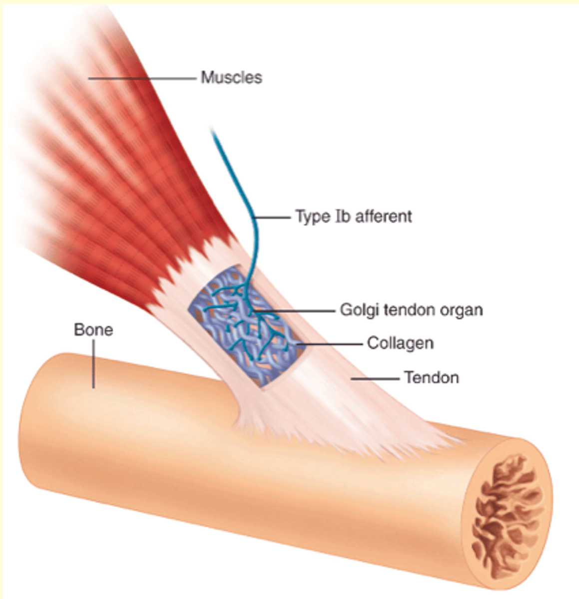 <p>wind in bunch of colagen fibres</p><p>muscle pulls in the opposite direction of the tendon - creating tension</p><p>squish neuron: change conduction - causing a signal</p><p>response of an increase in tension!!!!!!!</p>