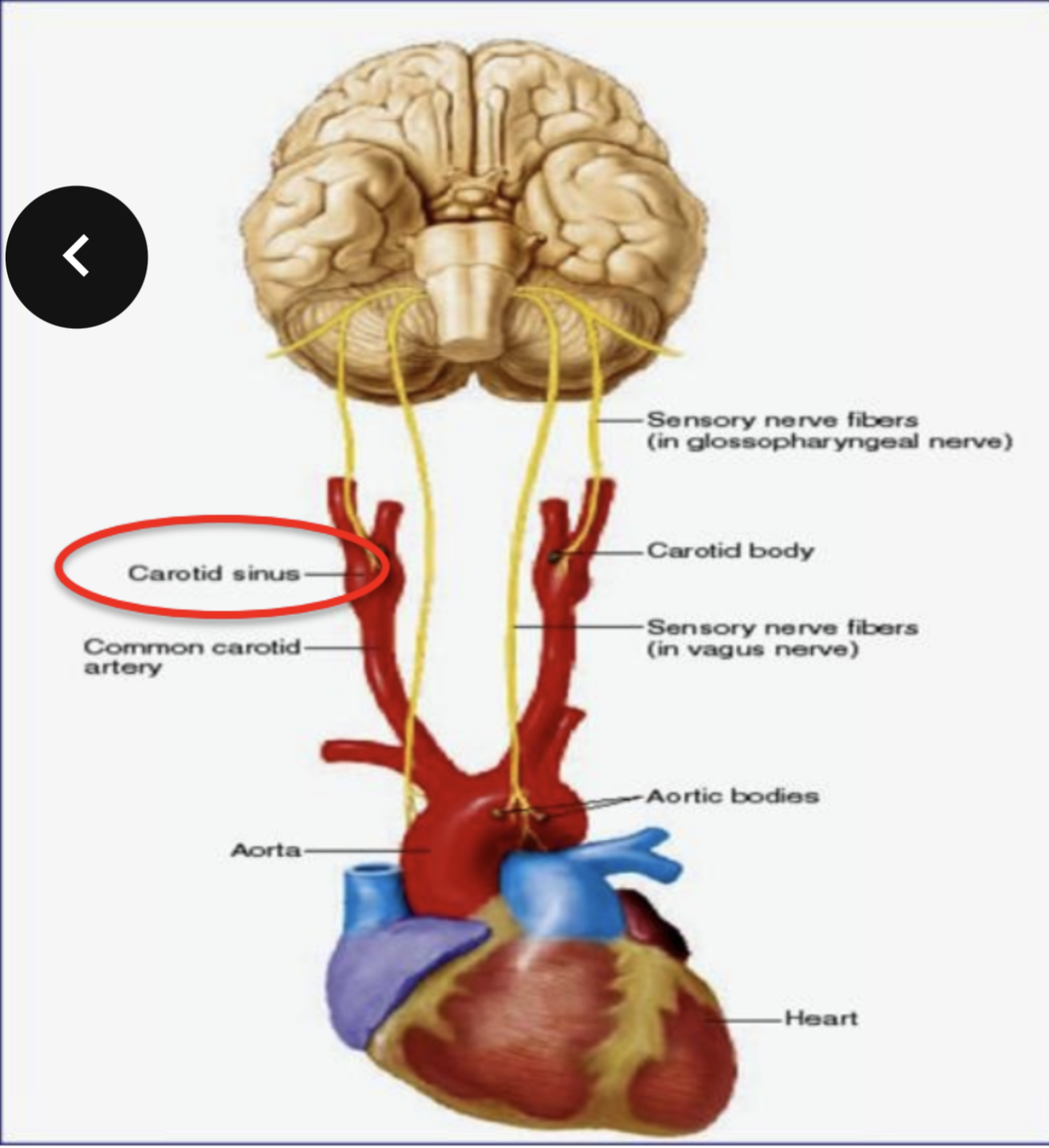 <p>helps regulate blood pressure in the brain</p>