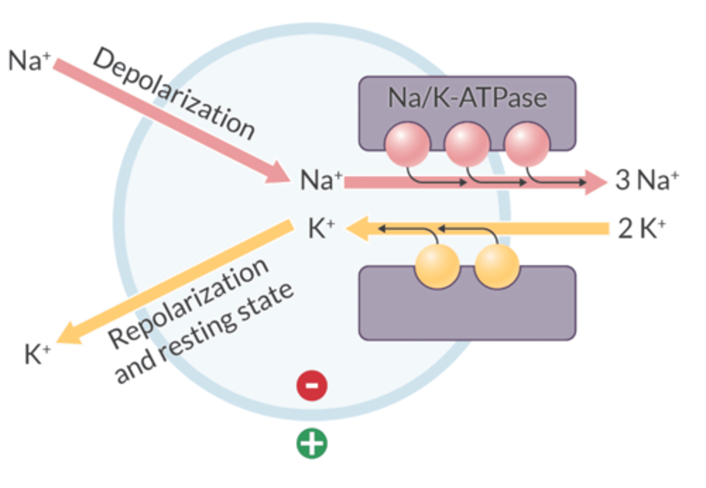 <p>Sodium-potassium ATPase pump</p>