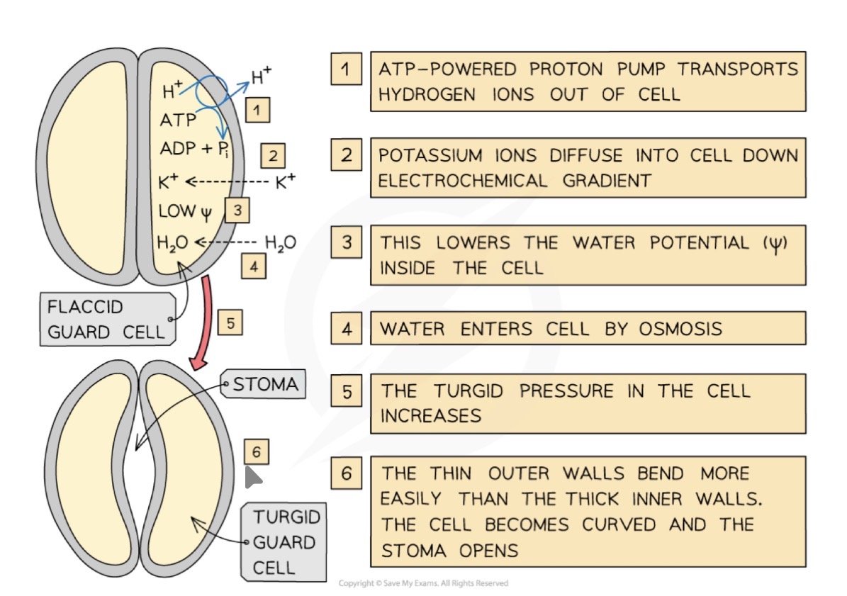 <ul><li><p>H+ ions actively pumped out of guard cells via proton pumps in the cell surface membrane </p></li><li><p>Causes K+ channels in cell surface membrane so K+ diffuse into cell down electrochemical gradient and Cl- ions also diffuse in</p></li><li><p>Extra Cl- and K+ in cell lowers water potential causing water to move in through aquaporins </p></li><li><p>Increases turgidity of cell so stomata opens </p></li></ul><p></p>
