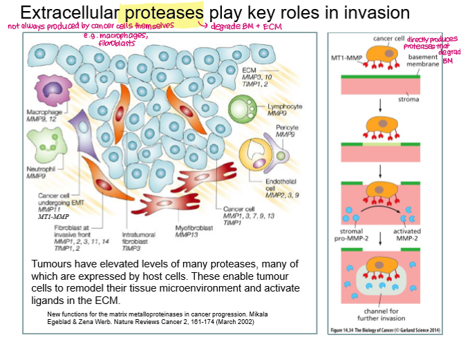 <p><strong>Extracellular proteases- </strong>can be produced by cancer cells themselves or other cells (e.g. macrophages, fibroblasts)</p><p>e.g. MMP-1 (degrade collagens), MMP-2</p>