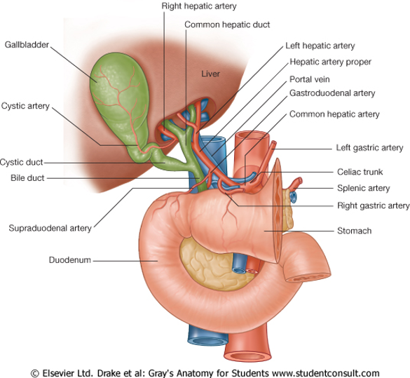 <p>What is the <strong>portal triad?</strong></p>