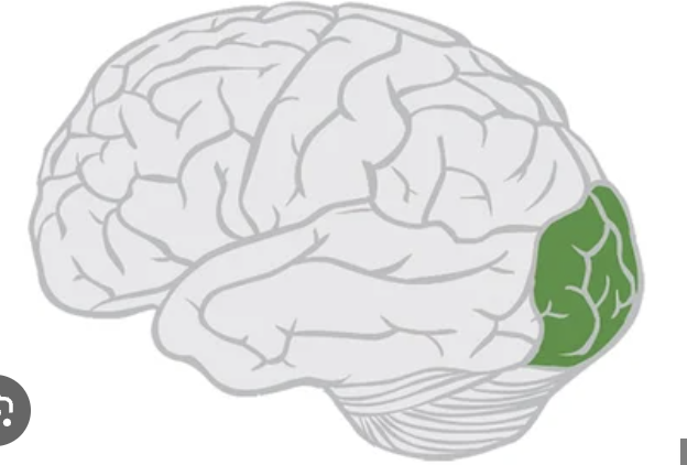 <p>visual lobe</p>