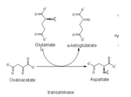 <p>transamination of oxaloacetate</p>