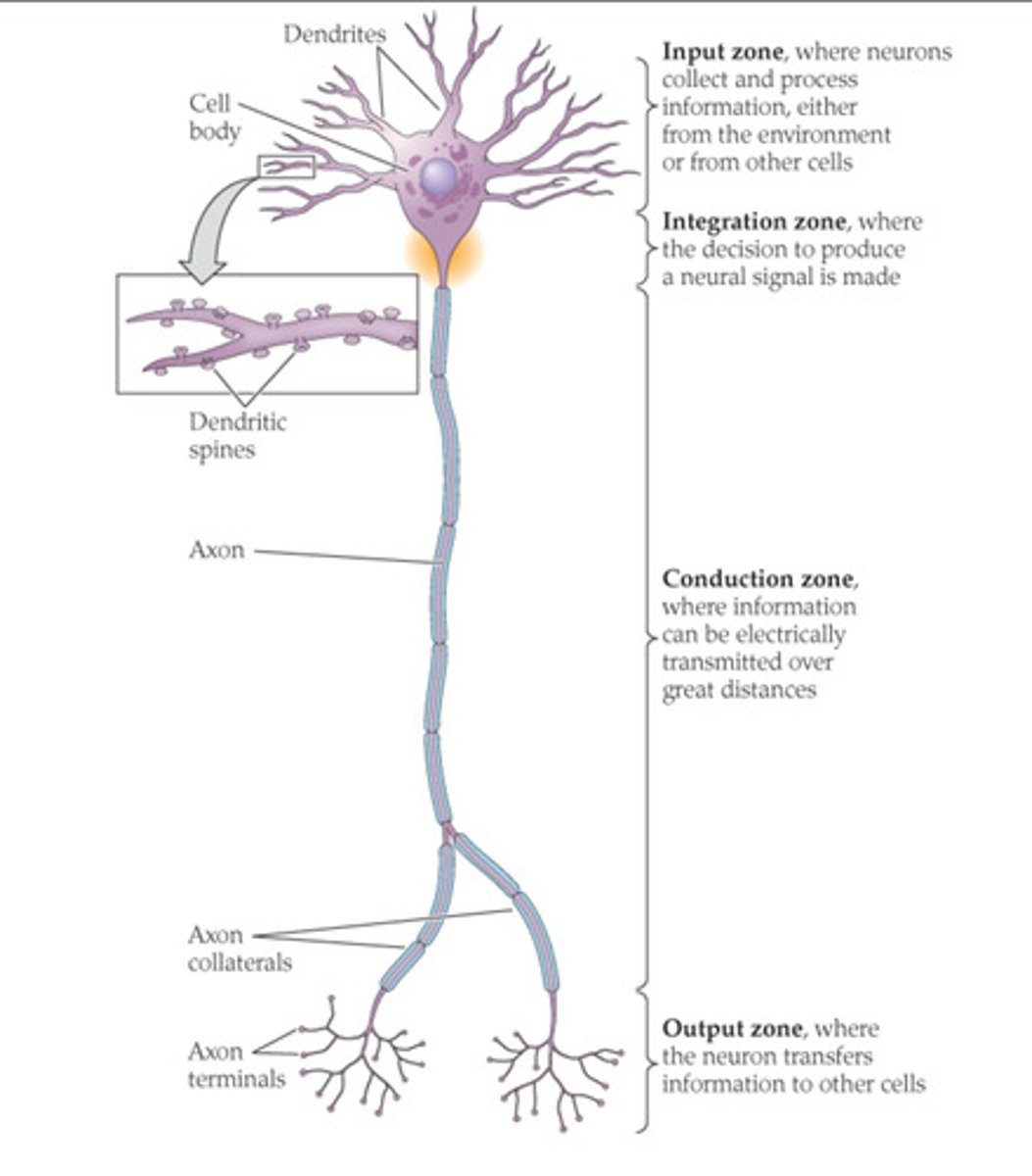 <p>Input zone: dendrites- receives signals</p><p>Integration zone: cell body (soma)</p><p>Conduction zone: axon - carries electrical signals</p><p>Output zone: axon terminals</p>