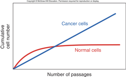 <p><span>•Cancer cells divide indefinitely</span></p><p><span>•Expression of telomerase in cancer cells maintains the length of chromosome ends</span></p>