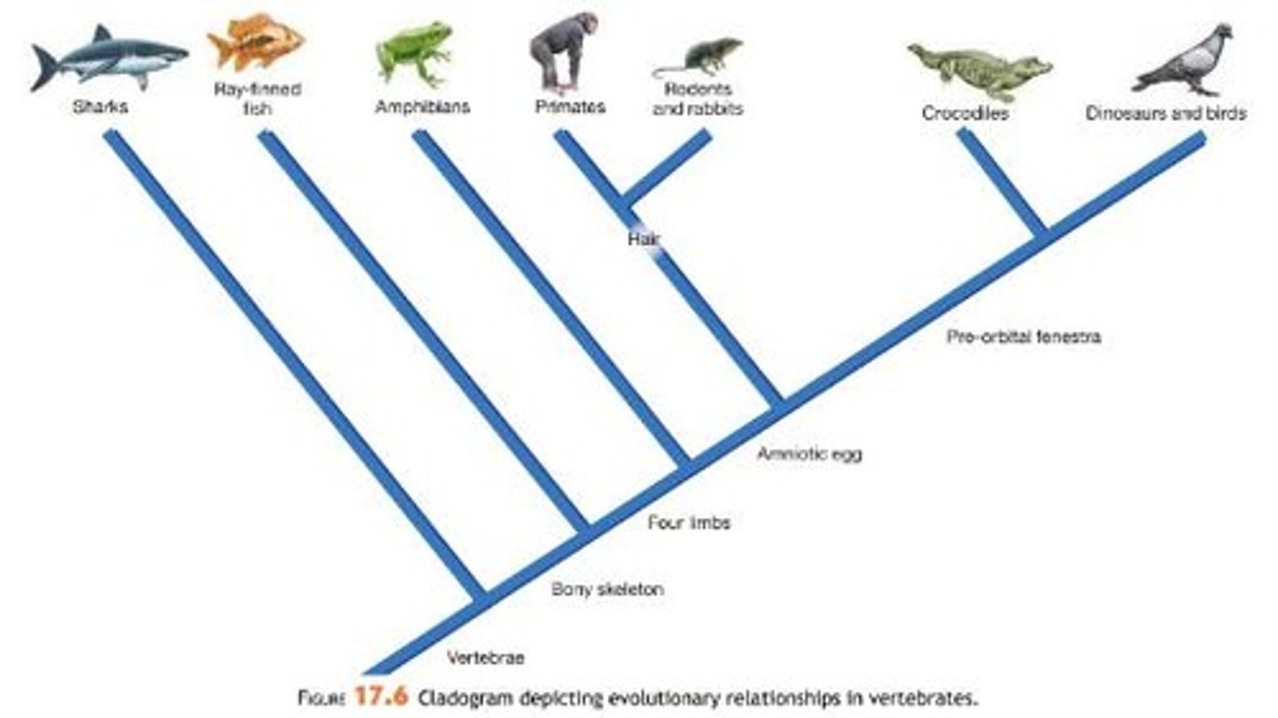 <p>A diagram that shows the evolutionary relationships among various biological species.</p>