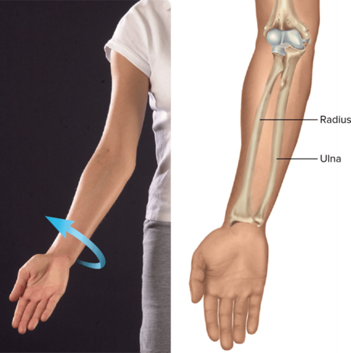 <p>moves palm to face anteriorly</p>