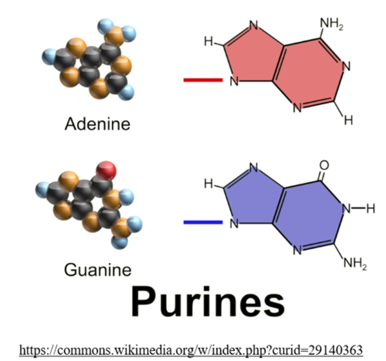 <p>adenine, guanine</p>