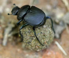 <p><span>Beetles that use dung as a food source or to lay eggs; important for nutrient recycling.</span></p><ul><li><p><span>(Family Scarabaeidae): Adults eat soft dung</span></p></li><li><p><span>rollers &amp; tunnelers &amp; dwellers</span></p></li><li><p><span>Dung as provision for: developing larvae</span></p></li><li><p><span>Recyclers of animal dung</span></p></li><li><p><span>associated with Re, supreme being and sun god in Egyptian culture</span></p></li></ul><p></p>