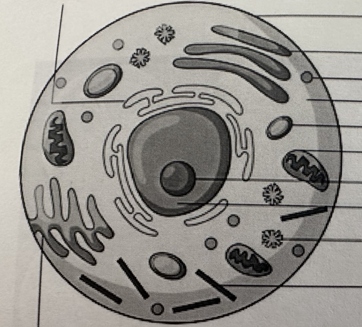 <p>Label this animal cell</p>