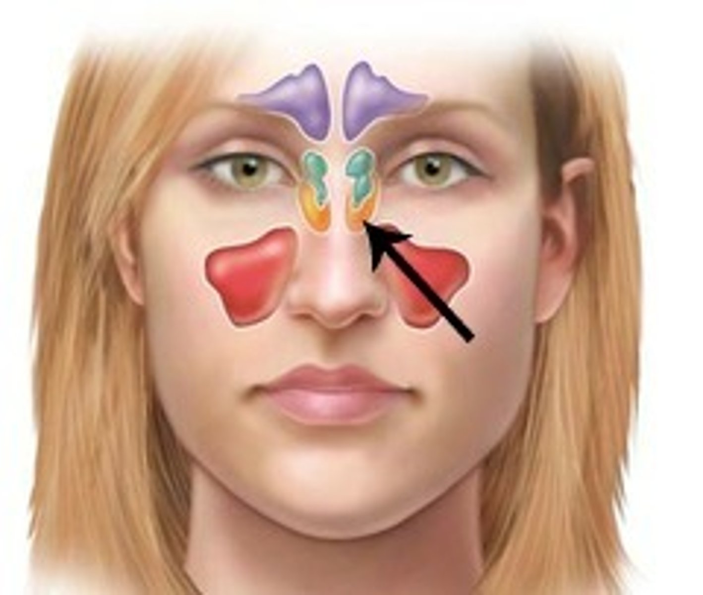 <p>Name this Sinus</p>