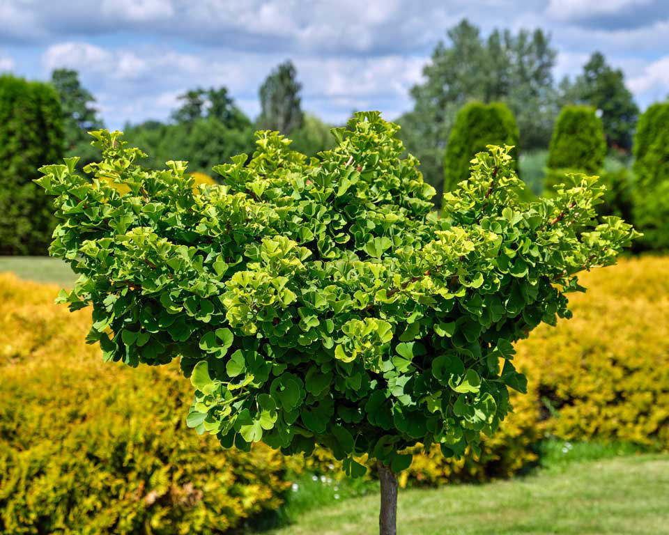 <p>Ginkgo</p>