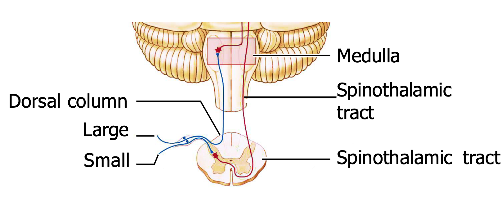 <p>From the image, how do the small fibres synapse?</p>