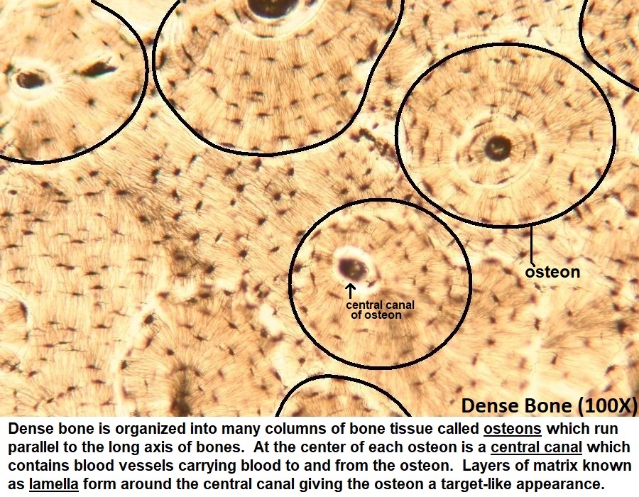 <p>distinctive features of compact bone?</p>
