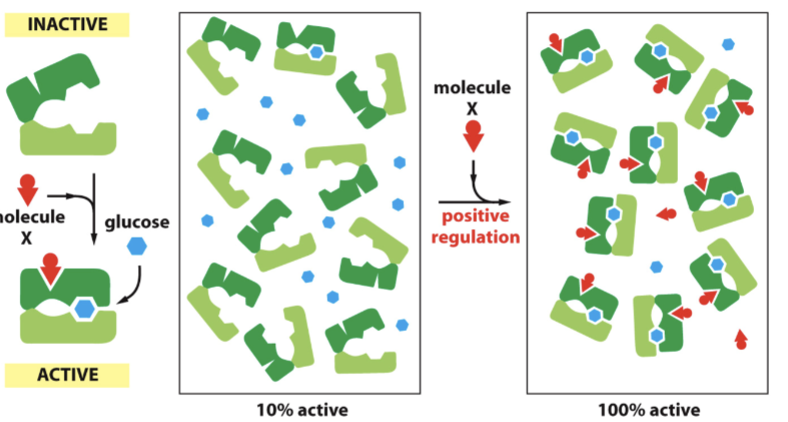 <p>Binding of activator causes conformational change and the binding of activator and substrate is cooperative. </p>