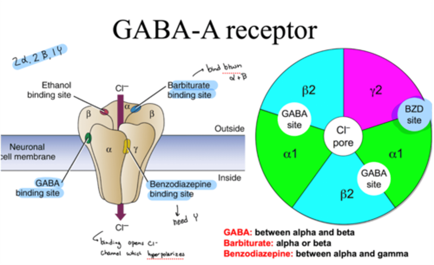<p>binds on alpha or beta </p>