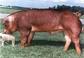<p>Duroc&nbsp;</p>