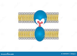 <p><span style="font-family: ArialMT">glycoproteins serve as ID tags recognized by</span></p><p><span style="font-family: ArialMT">proteins on the surface of other cells; usually short-lived binding</span></p>