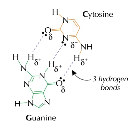 <p>guanine and cytosine can form 3 hydrogen bonds</p>