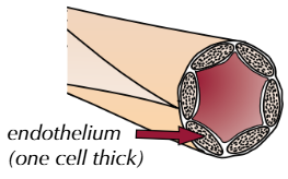 <p>arterioles branch into capillaries, the smallest blood vessel. they are adapted for efficient diffusion, and are found near cells in exchange tissues to shorten the diffusion pathway</p><p>their walls are one cell thick, shortening the diffusion pathway further. there are many capillaries, increasing surface area. these are called capillary beds</p>