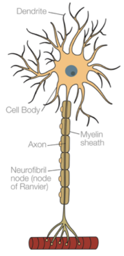 <p>Has a LONG axon and a HUGE cell body, with multiple dendrites involved </p>