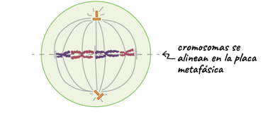 <p>¿Pertenece a mitosis o interfase? ¿Cual es su nombre?</p>