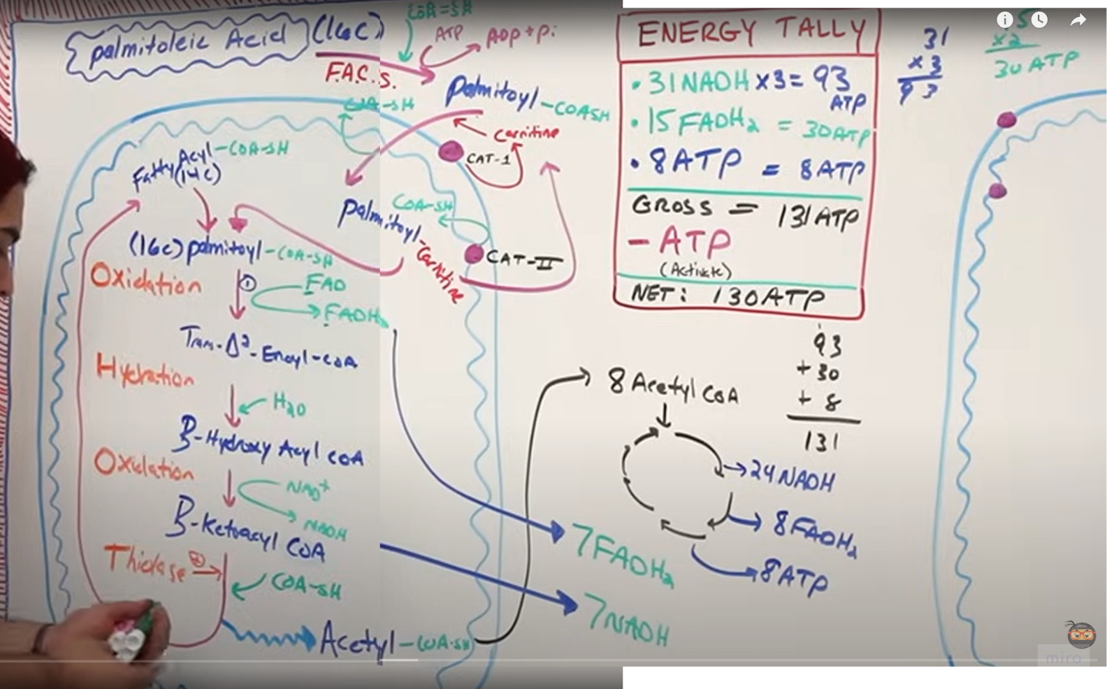 <p>Samlet sum energiutbytte fra betaoksidasjon: 130 ATP fra en 16 karbons fettsyre, se bilde til høyre, OBS 108, hvis man regner med 1NADH=1.5 og FADH2= 1,5</p>