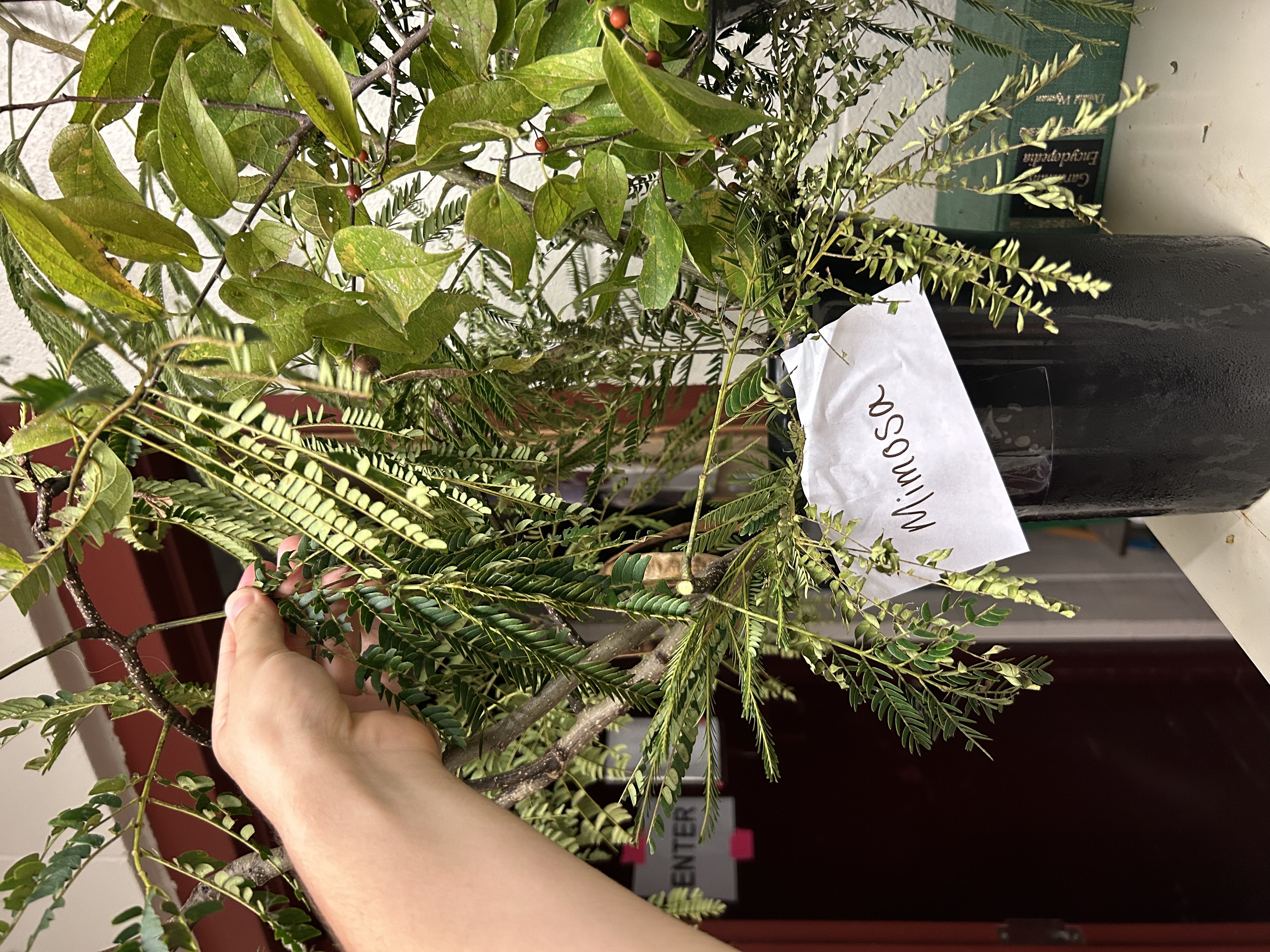 <p>Mimosa</p>