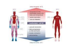 <ul><li><p>A homeostatic process that maintains a steady internal body temperature despite changes in external conditions.</p></li></ul><p></p>