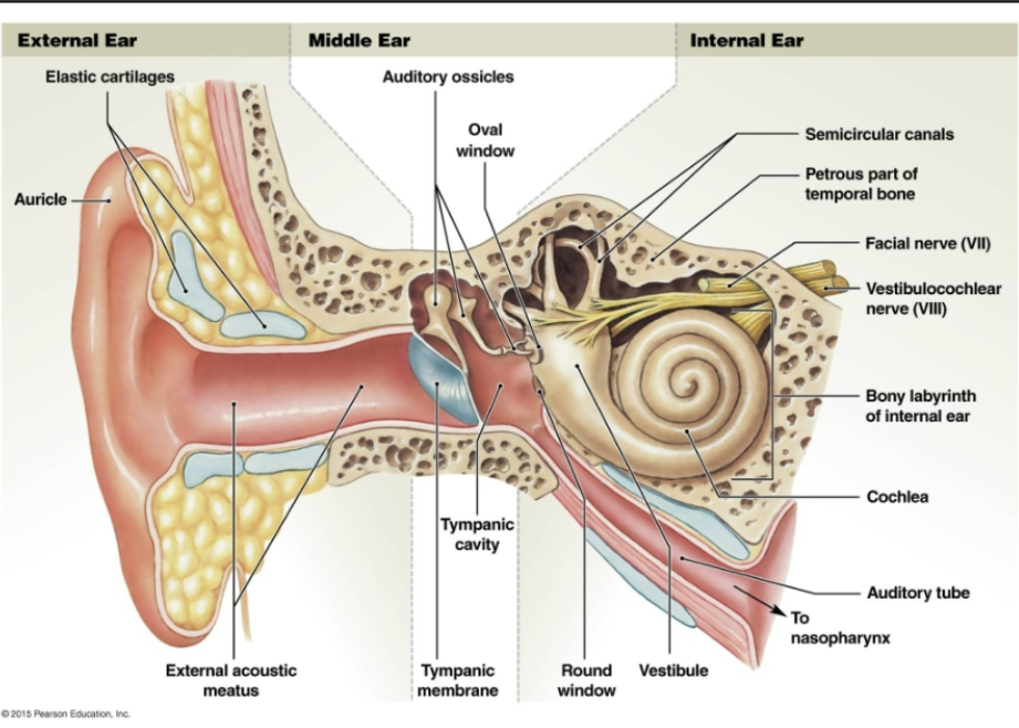 <p>NO INFO ON EXAM 3 but on final</p><p>anatomy of ear </p><p>Equilibium </p><p></p><ul><li><p>sound funneled through auriccle into external acoustic meatus</p></li><li><p>→tympanic membrane (eardrum)</p></li><li><p>head of snail = vestibule </p></li><li><p>cochlea = snail shell</p></li><li><p>antenae = semicircular canals </p></li><li><p></p></li></ul><p></p>