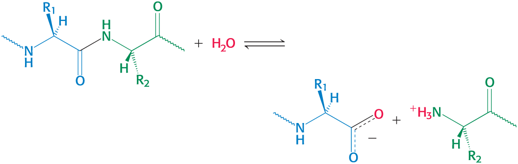 <p>Hydrolysis cleaves bonds by the addition of water </p><ul><li><p>commonly used to degrade large molecules </p></li><li><p>Example: hydrolytic cleave of proteins </p></li></ul><p></p>