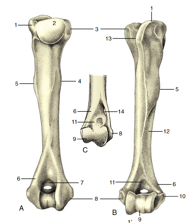 <p>2 is the?</p>