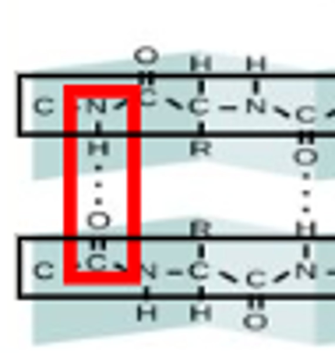 <p>Hydrogen bonding between the carboxyl and amine groups on the peptide backbone.</p>