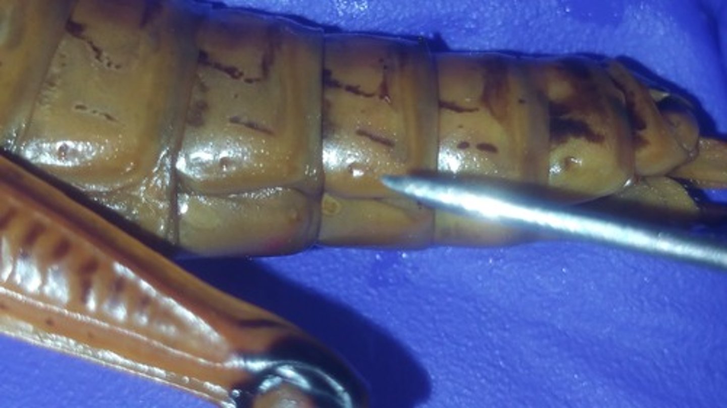 <p>spiracles: openings for respiration</p>