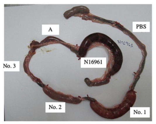 <p>step 1: rabbit intestine with V. cholerae or buffer injected in diff locations</p><p>PBS: clean buffer solution, control</p><p>N16961: toxic strain of V. cholerae (O1 or O139, has ctx gene)</p><p>no1, 2, 3: (non O1, O139, has ctx gene)</p><p>A: non-toxic strain (non O1, O139, does not have ctx gene)</p><p></p>
