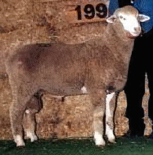 <p>originated in Idaho by crossing Rambouillet rams with Columbia ewes</p>