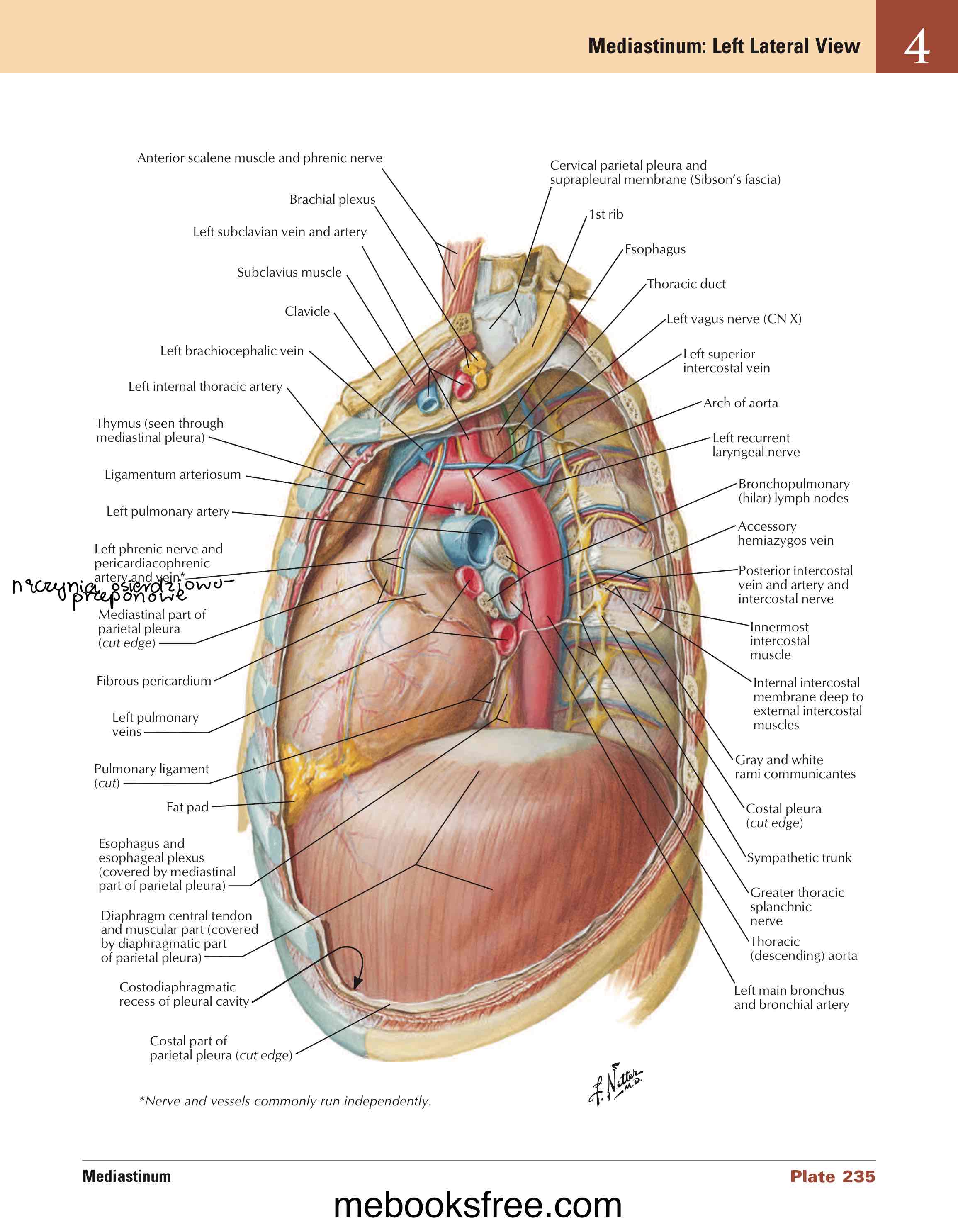 <ul><li><p>przednia ściana » wycisk aorty i pnia płucnego </p></li><li><p>ściana tylna » wycisk przełyku</p></li></ul>