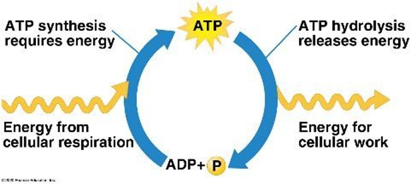 <p>The process where ATP is regenerated from ADP and inorganic phosphate through energy released from exergonic reactions.</p>