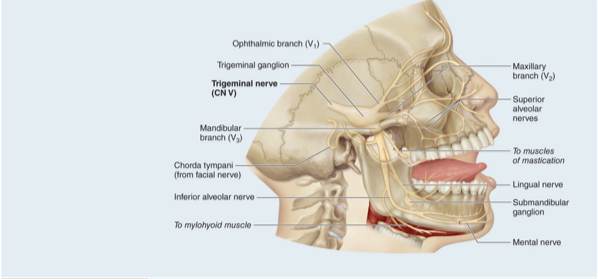 <ul><li><p>Somatic sensation from face, chewing movements&nbsp;</p></li><li><p>Three branches&nbsp;</p></li><li><p>Mixed nerve that consists of three divisions ophthalmic, maxillary and mandibular&nbsp;</p></li><li><p>Receives sensory nerve signals from face, oral cavity, nasal cavity, meninges, and anterior scalp, and innervates muscles of mastication&nbsp;</p></li></ul><p></p>