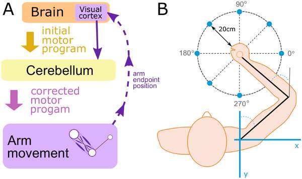 <ul><li><p>motor cortex send motor info that 1st gets thru cerebellum before reaching muscles</p></li><li><p>cerebellum intergrates that info </p></li><li><p>by comparing it to info it gets from proprioceptors </p></li><li><p>adjustments are needed in this case</p></li><li><p>thus cerebellum makes + sends the info to the muscles to move arm (purple arrow shifted left)</p></li><li><p>feedback recieved from sensory input, such as the visual system</p></li><li><p>gives cerebellum additional info for making those adjustments to the command initially set by motor cortex</p></li></ul><p></p>