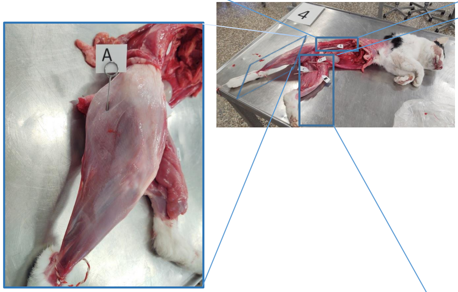 <p>M. biceps femoris</p>