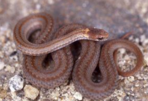 <p>Red-bellied snake</p>