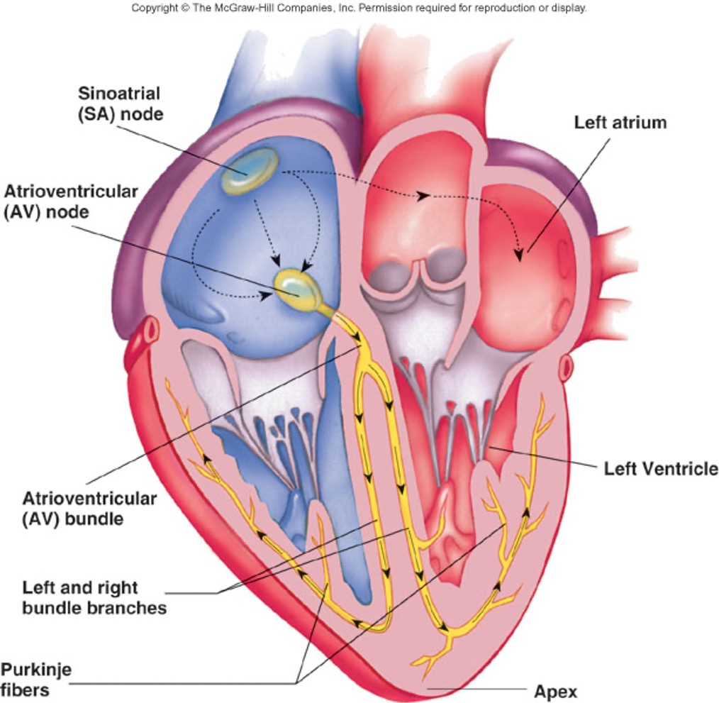 <ul><li><p>Run through the inter-ventricular septum, penetrate the heart apex, then turn upwards through the ventricular myocardium triggering ventricular contraction and pushes blood through the semilunar valves.</p></li></ul>