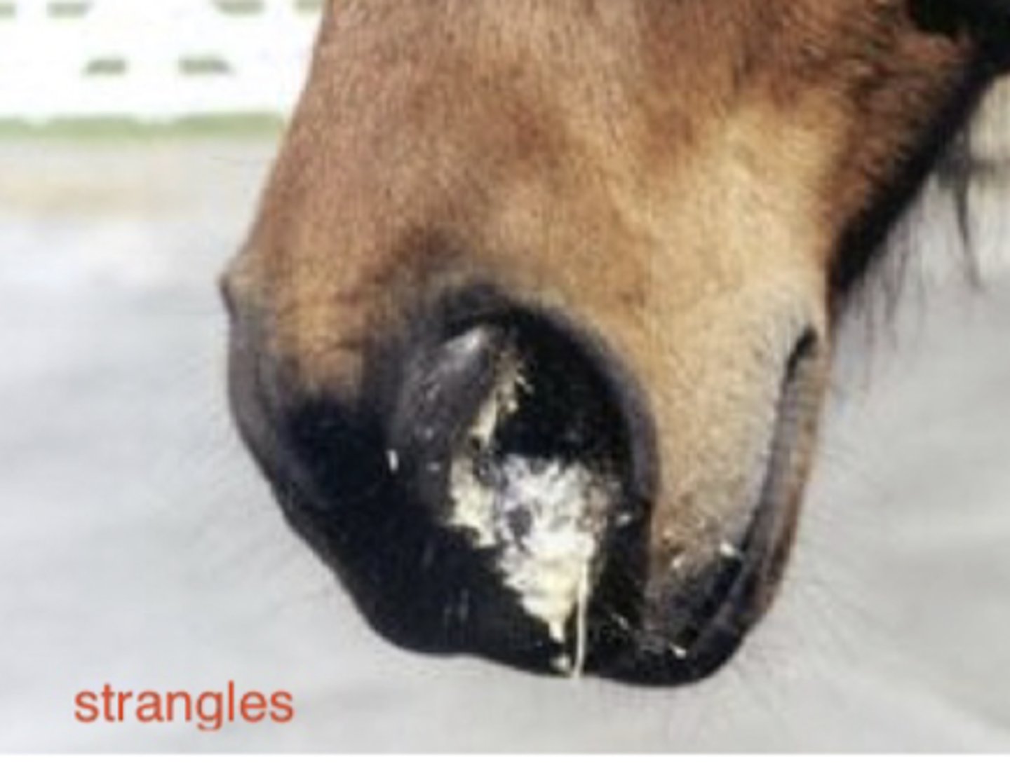 <p>what bacteria causes strangles?</p>