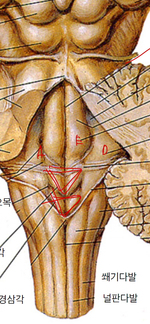 <p>E,D,위 삼각형, 아래삼각형의 이름을 순서대로 말하라</p>
